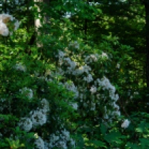 Laurel in dense woods.