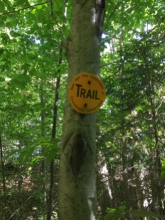 Pine-needled trail.