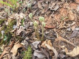 Fiddleheads, so good to eat.