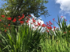 Brilliant red of Crocosmia (lucifer) blends patriotically with blue sky and white clouds.