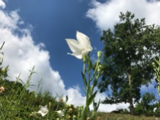 White campanula (bellflower) is a flag against the sky.