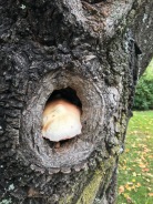 This is a neighbor who lives in a tree.